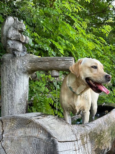 Swanneblomke's Labradors Twirre