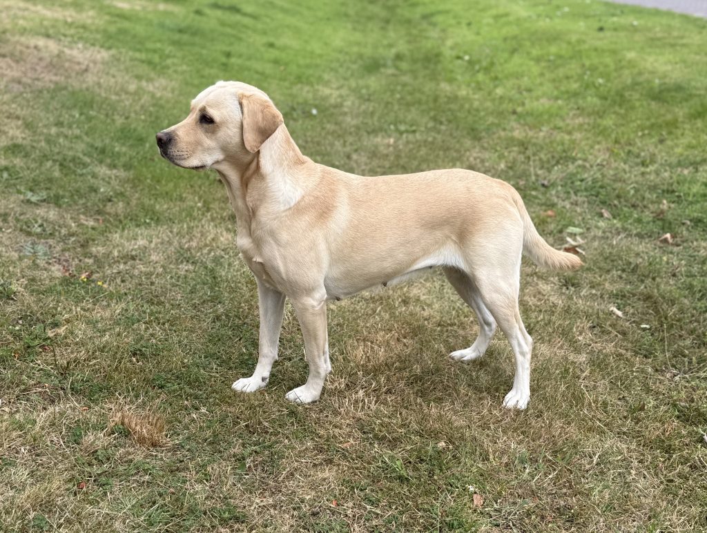 Swanneblomkes Labradors Twirre